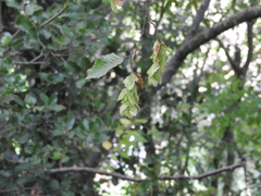 Carpinus