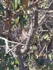Charaxes saturnus