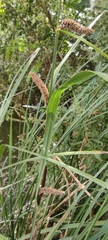 Carex acutiformis