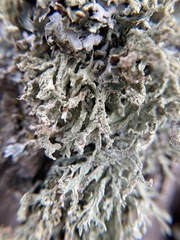 Evernia prunastri