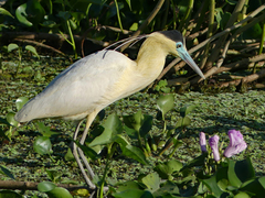 Pilherodius pileatus