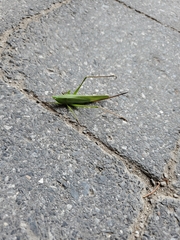 Tettigoniidae