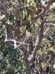 Charaxes saturnus