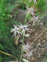 Silene scouleri
