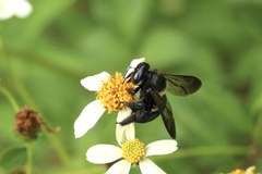 Xylocopa micans