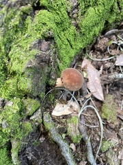 Phylloporopsis boletinoides