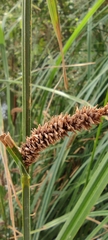 Carex acutiformis