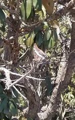 Charaxes saturnus