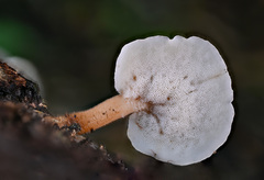 Auriscalpium villipes