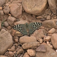 Argynnis pandora