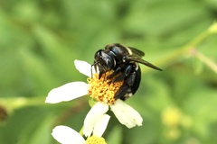 Xylocopa micans