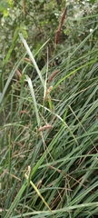 Carex acutiformis