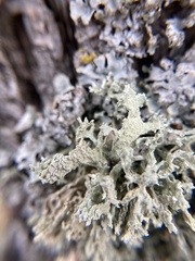 Evernia prunastri