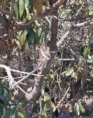 Charaxes saturnus