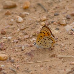 Lycaena bleusei