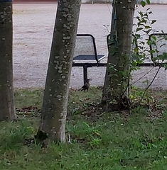 Nucifraga caryocatactes