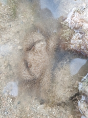 Pilumnus vespertilio