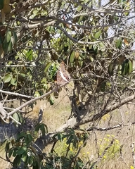 Charaxes saturnus