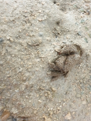 Pilumnus vespertilio