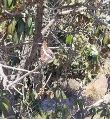 Charaxes saturnus
