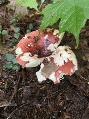 Russula rosacea
