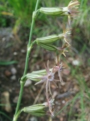 Silene scouleri