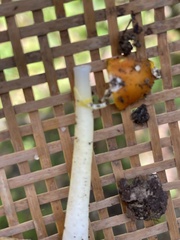 Amanita flavoconia