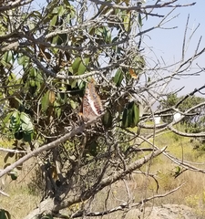 Charaxes saturnus