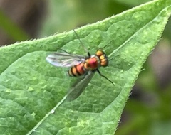 Condylostylus longicornis