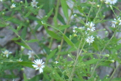 Symphyotrichum ontarionis