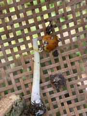 Amanita flavoconia