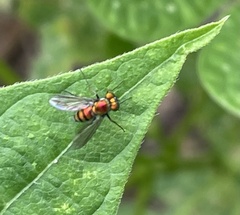 Condylostylus longicornis