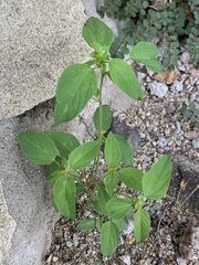 Acalypha aliena