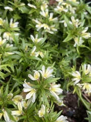 Scaevola