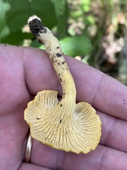 Cantharellus tenuithrix
