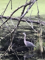 Ardea herodias fannini