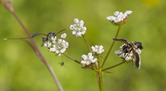 Trichopoda pictipennis