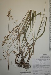 Anthoxanthum nitens