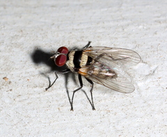 Anthomyia