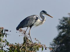 Ardea cocoi