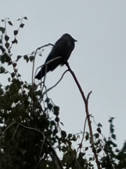 Corvus cornix