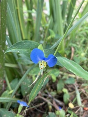 Commelina communis