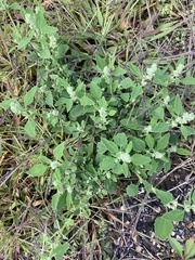 Chenopodium