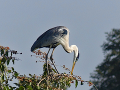 Ardea cocoi