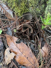 Phylloscypha phyllogena