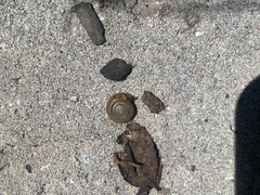 Oxychilus draparnaudi