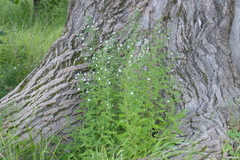 Symphyotrichum ontarionis