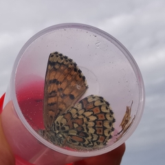 Melitaea cinxia