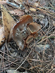 Phylloscypha phyllogena