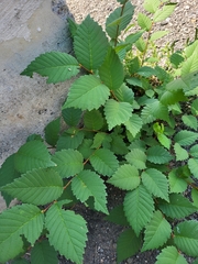 Ulmus